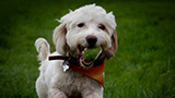 Alfie Enjoying Fetch