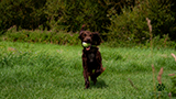 Jasper Enjoying Fetch